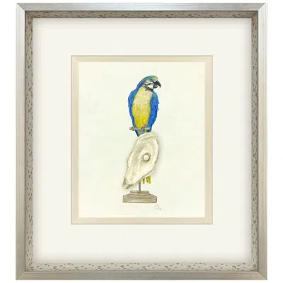 Paragon Treasure Parrot I 23"w X 26"h Framed Art