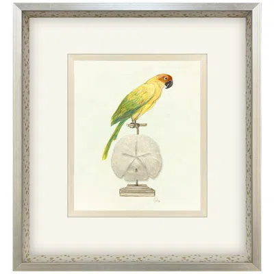 Paragon Treasure Parrot Iii 23"w X 26"h Framed Art