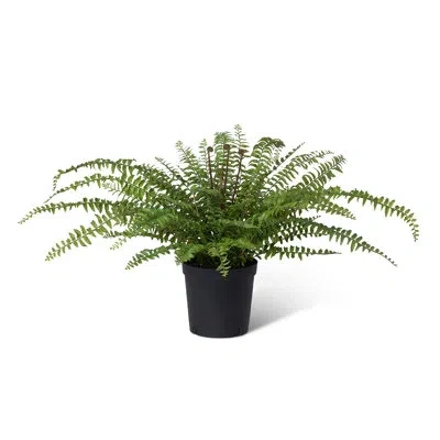 Park Hill Collection 28'' Faux Fern Tree In Pot In Green