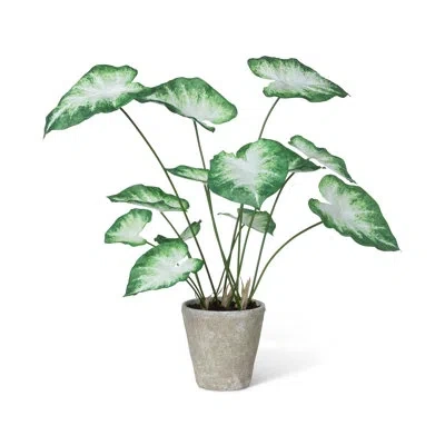 Park Hill Collection Caladium, Potted, Green White