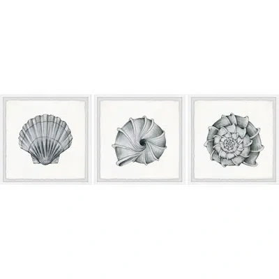 Parvez Taj Pretty Shells By  - 3 Piece Picture Frame Print Set In Black;white;gray