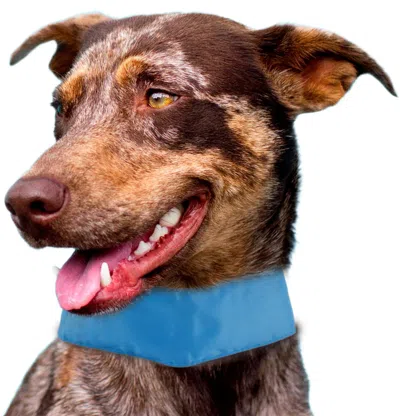 Pet Life 'summer-cooling' Ice Insertable And Adjustable Cooling Dog Neck Wrap In Multi