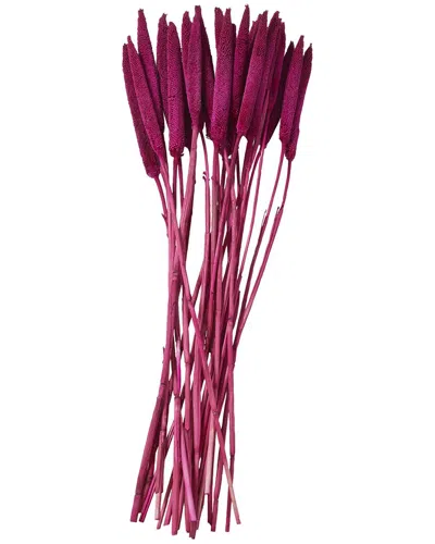 PEYTON LANE PEYTON LANE BUNNY TAIL DRIED PLANT NATURAL FOLIAGE WITH LONG STEMS