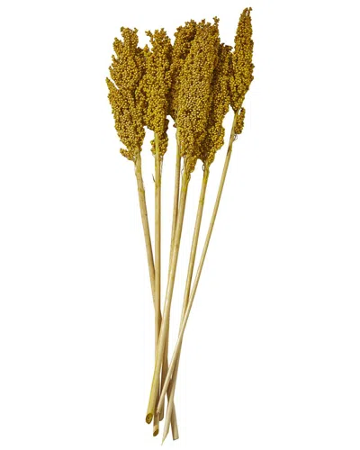Peyton Lane Corn Maze Dried Plant Natural Foliage With Long Stems In Gold