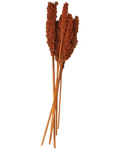 Peyton Lane Corn Maze Dried Plant Natural Foliage With Long Stems In Orange