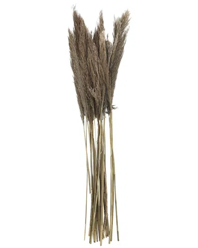 Peyton Lane Pampas Dried Plant Natural Foliage With Long Stems In Brown
