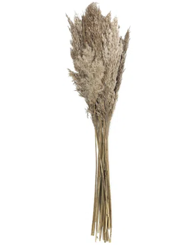 Peyton Lane Pampas Dried Plant Natural Foliage With Long Stems