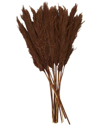 Peyton Lane Pampas Dried Plant Natural Foliage With Long Stems