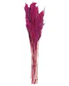 Peyton Lane Pampas Dried Plant Natural Foliage With Long Stems In Pink