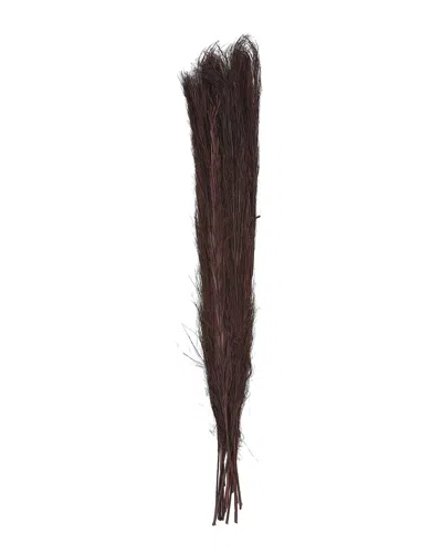Peyton Lane Pampas Grass Brown Dried Plant Tall Natural Foliage