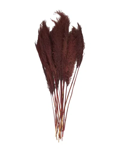 Peyton Lane Pampas Grass Red Dried Plant Natural Foliage