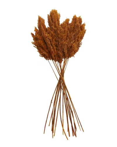 Peyton Lane Pampas Orange Dried Plant Natural Foliage