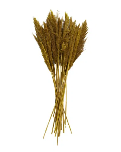 Peyton Lane Pampas Yellow Dried Plant Natural Foliage