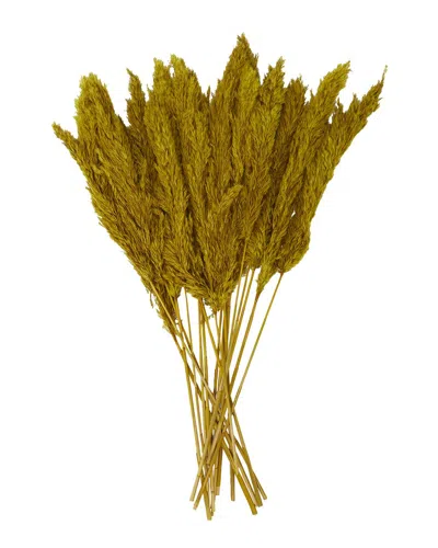 Peyton Lane Pampas Yellow Dried Plant Natural Foliage