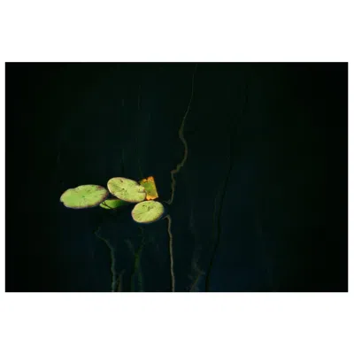 Pre-owned Phaidon Maxi Cohen Okavango Delta Lilies 1 Limited Edition Print In Black