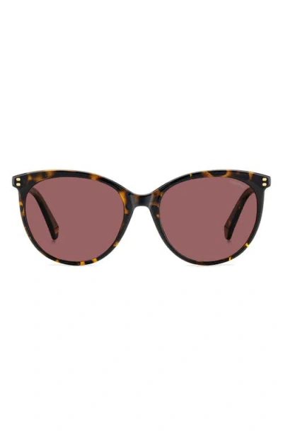 Polaroid 55mm Polarized Cat Eye Sunglasses In Havana/violet Polar