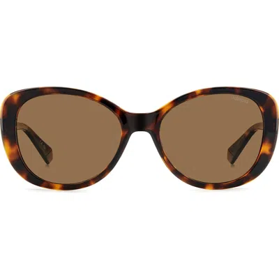 Polaroid 55mm Polarized Round Sunglasses In Havana/bronze Polarized