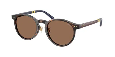 Polo Ralph Lauren Ph4236f Asian Fit 500373 Men's Sunglasses Tortoiseshell Size 50 In Brown