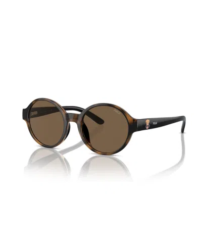 Polo Ralph Lauren Sunglasses, Pp9508u In Shiny Dark Havana