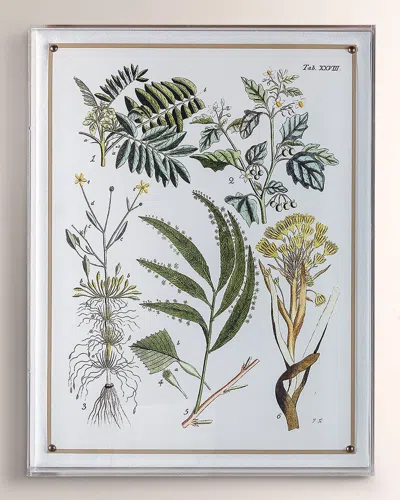 Port 68 Ferns I Giclee