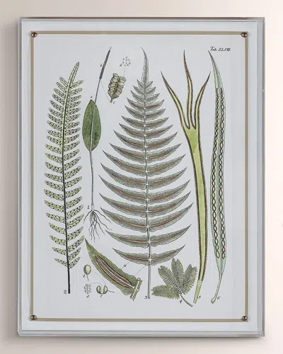 Port 68 Ferns V Giclee