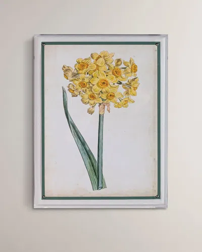 Port 68 Narcissus I Giclee Print In Multi