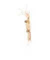 Prada Raffia Key Ring In Light Beige/beige