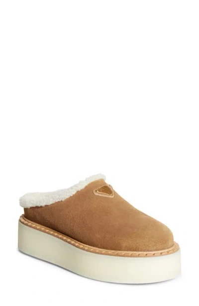 Prada Evolve Genuine Shearling Clog In Brown