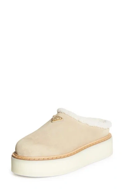 Prada Evolve Genuine Shearling Clog In Ecru