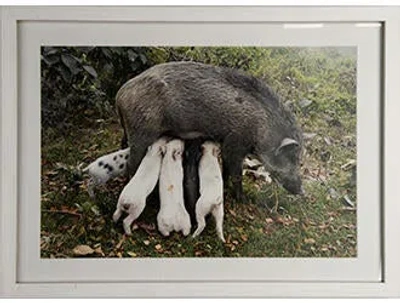 Pre-owned Prints Wildschweinmutter, Kolkata, India 2014 In Multi