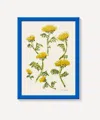 Pstr Studio Marigolds Robert M'llard Framed Print