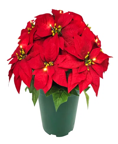 Puleo International Puleo 19" Pre-lit Artificial Potted Red Poinsettias