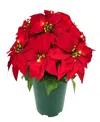 Puleo International Puleo 22" Pre-lit Artificial Potted Red Poinsettias In Red