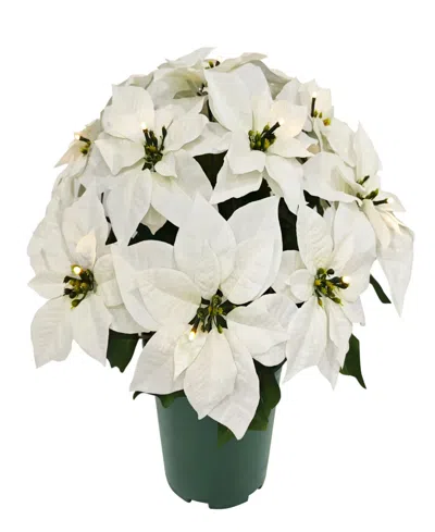 Puleo International Puleo 22" Pre-lit Artificial Potted White Poinsettias