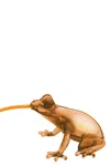Qeeboo 'hungry Frog' Lamp In Brown