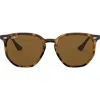 Ray Ban Ray In Havana/brown Solid