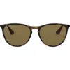 Ray Ban Ray-ban Junior 50mm Round Sunglasses In Havana/brown Solid