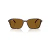Ray Ban Raimond Sunglasses Transparent Fantasy Brown Frame Brown Lenses 56-18 In Transparent Fantasy Brown