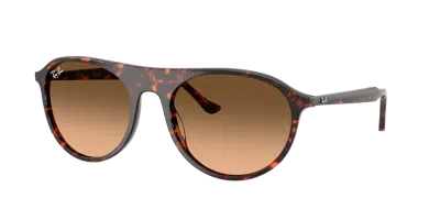 Ray Ban Ray In Brown