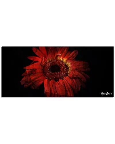 Ready2hangart Daisy In Red Wrapped Canvas Wall Art By Tristan Scott
