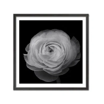 Ready2hangart "ranunculus" Framed Print Wall Art By Lotte Gronkjar In Black;white