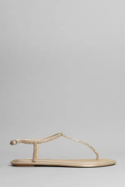 René Caovilla Renè Caovilla Diana Embellished Thong Sandals In Marrone