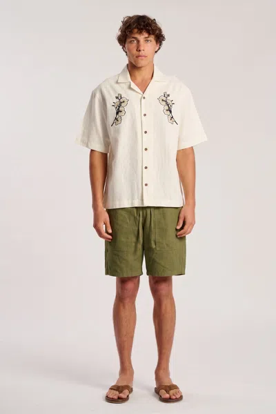 Rolla's Jeans Us Supply Shorts In Pine
