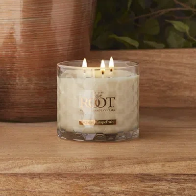 Root Candles Sugared Grapefruit Scented Jar Candle In Gray