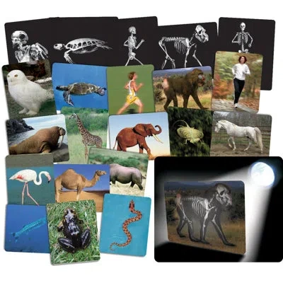 Roylco Inc Animals Flash Cards