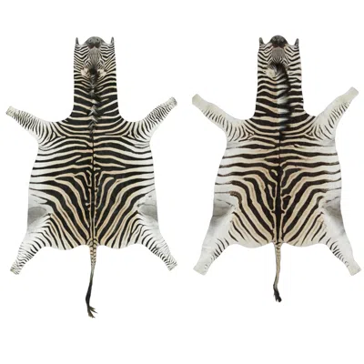 Pre-owned Rug & Kilim 's Contemporary Burchell Zebra Hide Rug With Classic Black Stripes