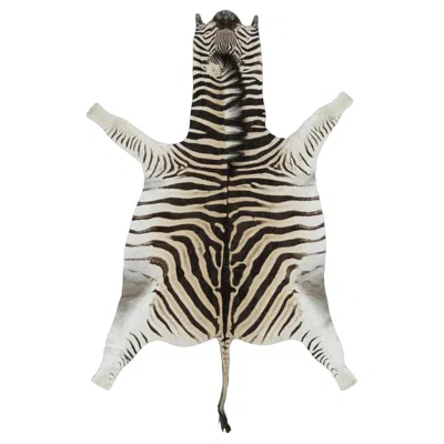Pre-owned Rug & Kilim 's Contemporary Burchell Zebra Hide Rug With Classic Black Stripes