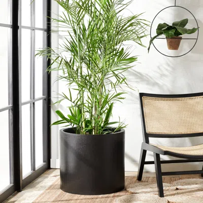 Safavieh Alia Planter In Black