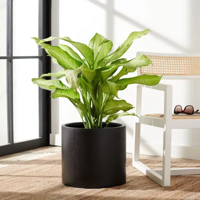 Safavieh Braslen Planter In Black