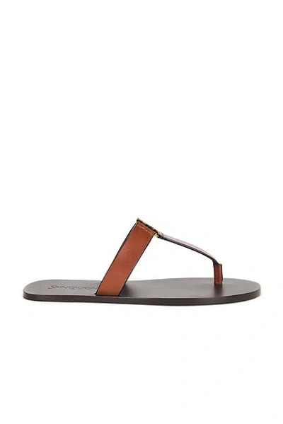 Saint Laurent Babylone Flat Sole Thong Strap Sandals In Brown